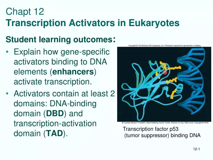PPT - Chapt 12 Transcription Activators in Eukaryotes PowerPoint ...