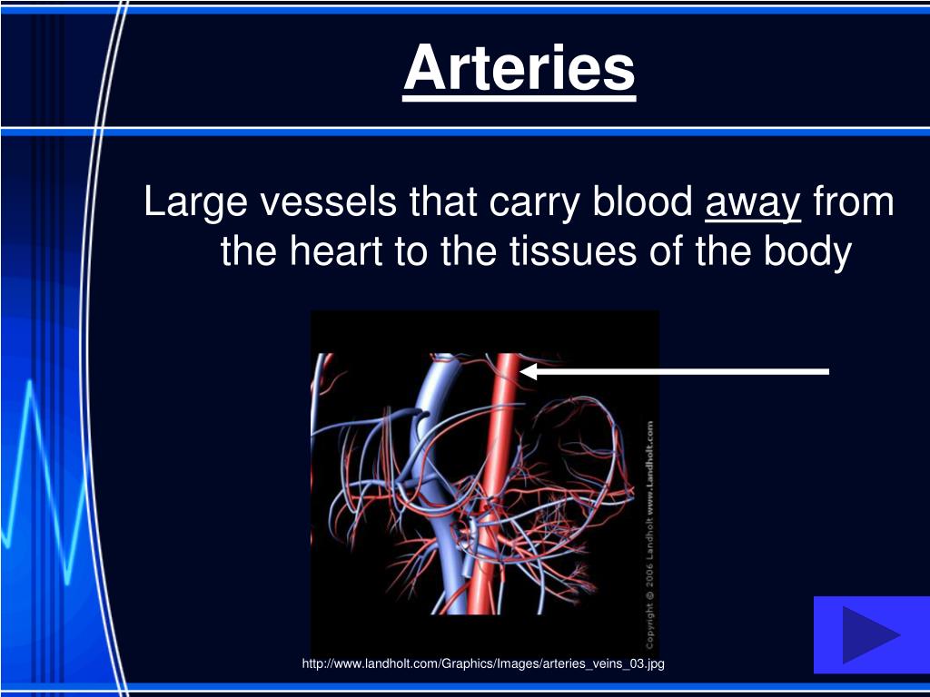PPT - Circulatory System Vocabulary Review PowerPoint Presentation