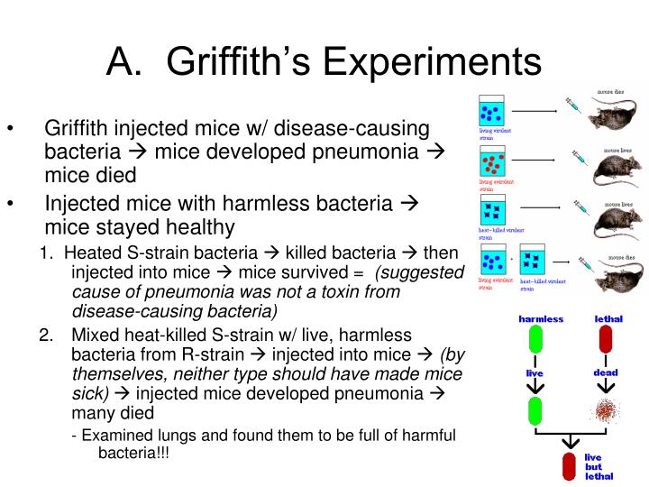 what is the hypothesis of griffith experiment