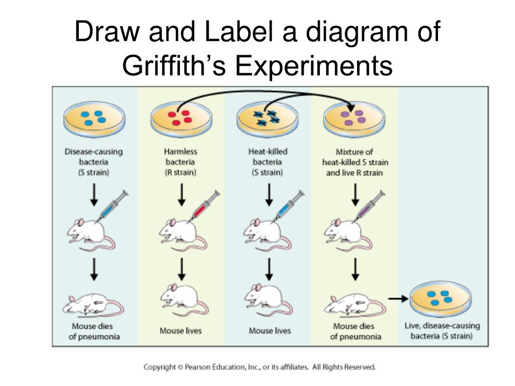 what is the hypothesis of griffith experiment