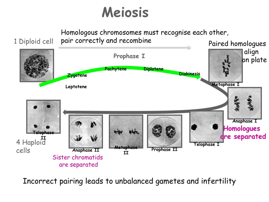 Pikamee Watches My Clip then Undergoes Mitosis 