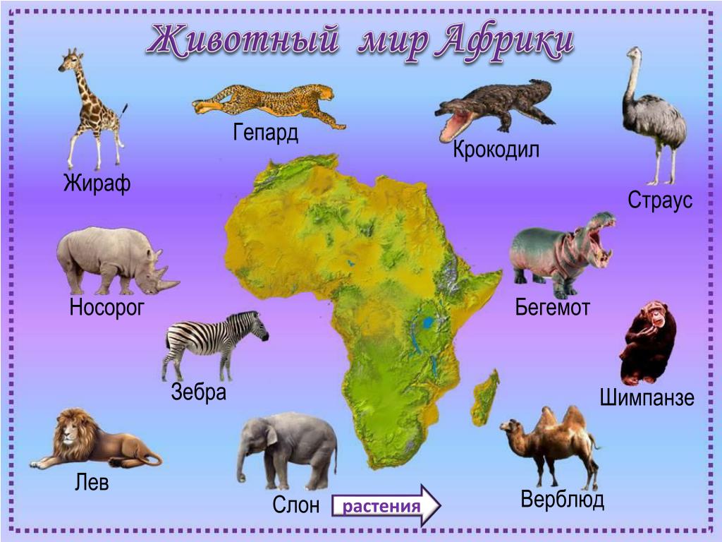 Кто живет в африке животные. Животные материка Африка. Животные которые живут в Африке. Какие животные обитают в Афри. Животные разных континентов.