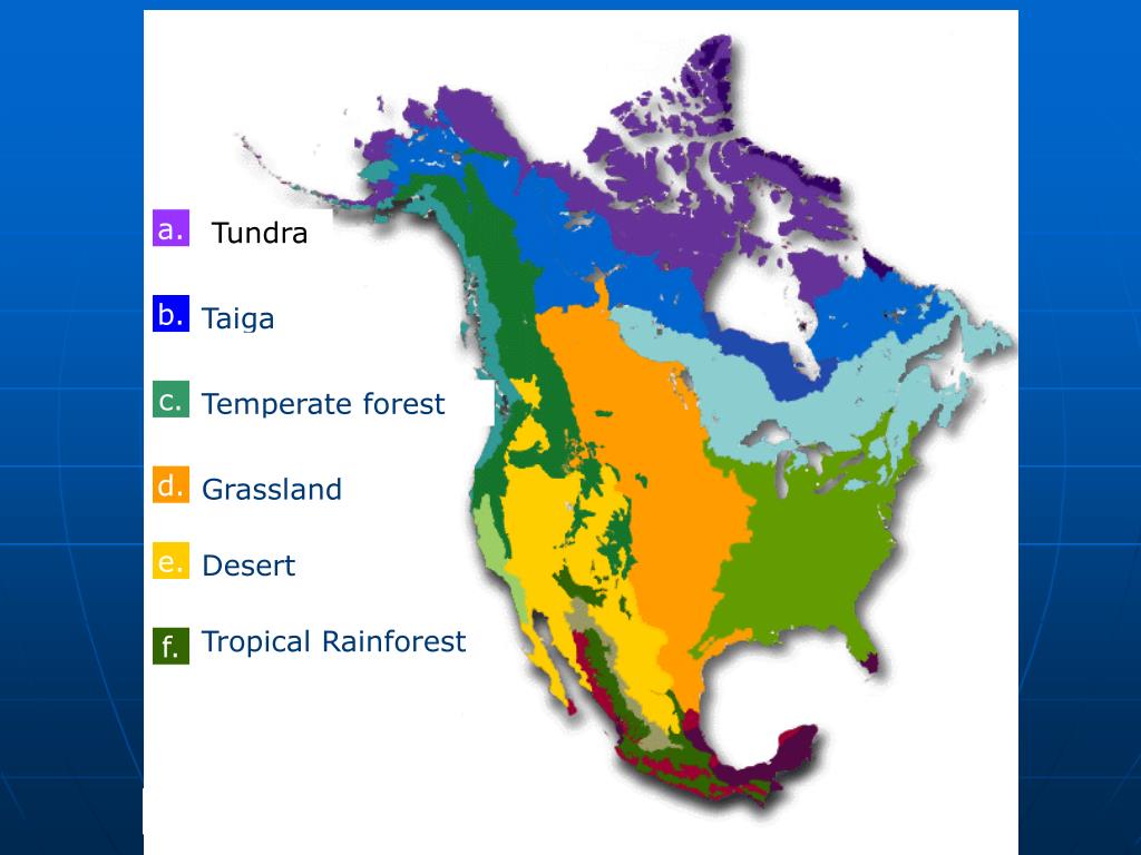Перечислите природные зоны в пределах канады