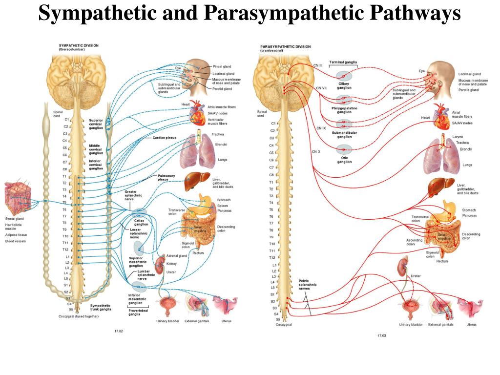PPT Lecture 9 Autonomic Nervous System PowerPoint Presentation Free 