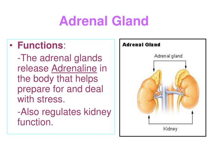 over secretion of adrenal gland