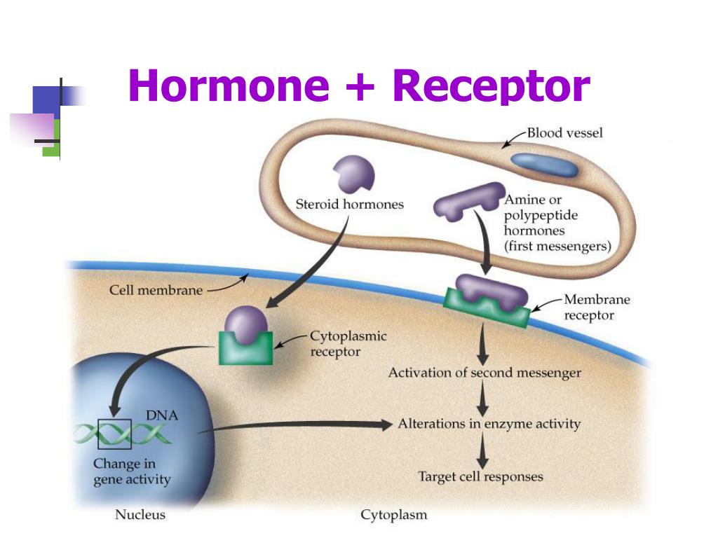 PPT ENDOCRINE SYSTEM PowerPoint Presentation Free Download ID 4858627 PPT ENDOCRINE SYSTEM PowerPoint Presentation Free Download ID 4858627
