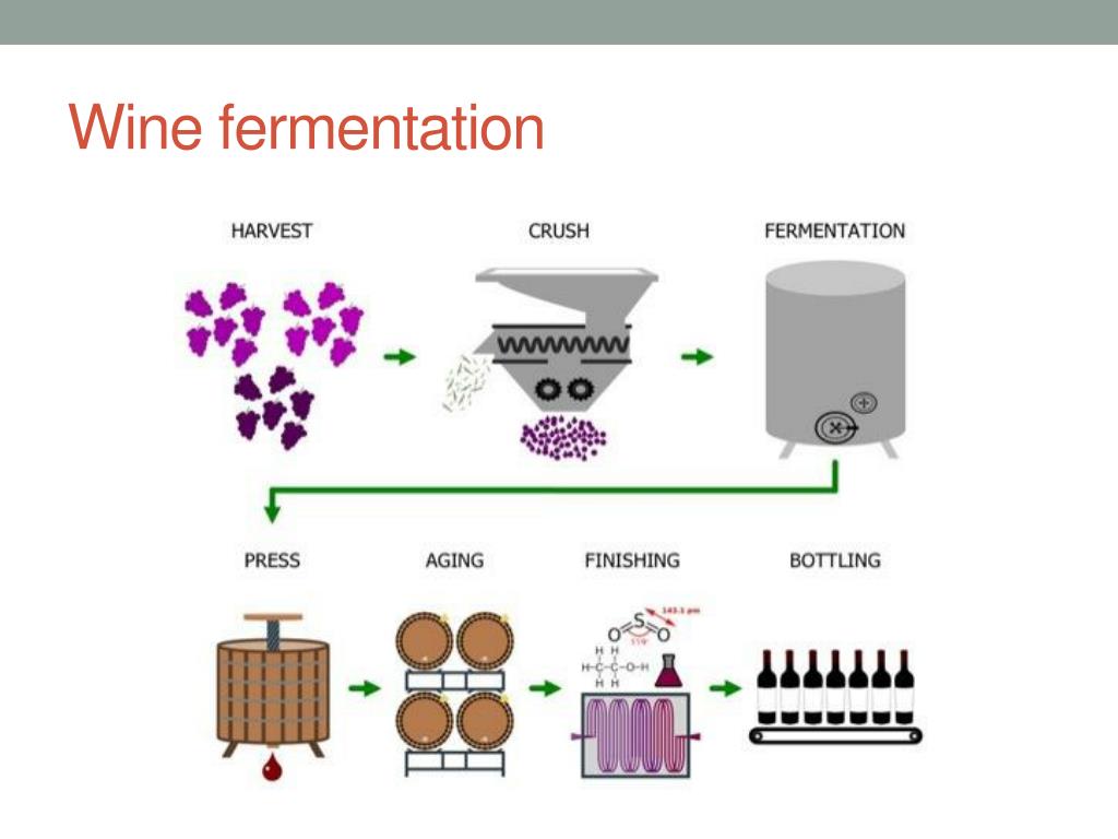 Производство виноградных вин