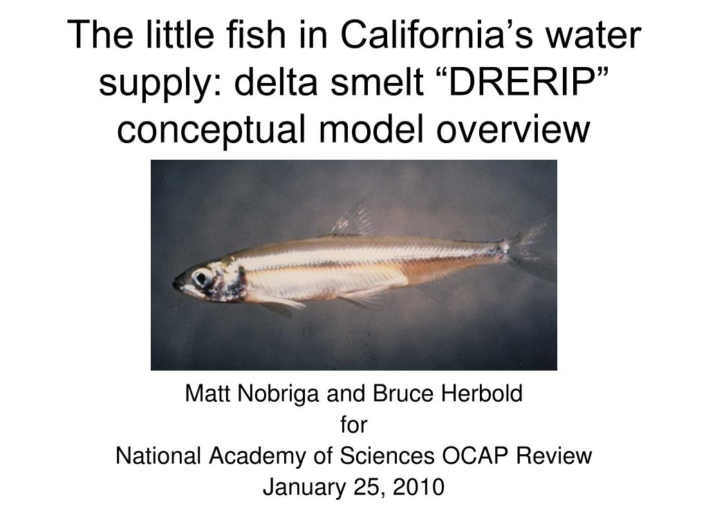 PPT - The little fish in California's water supply: delta smelt “DRERIP”  conceptual model overview PowerPoint Presentation - ID:4862123