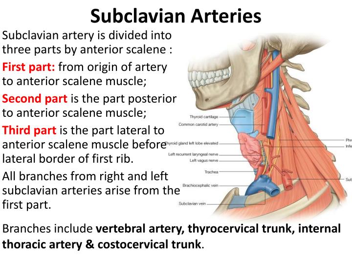 Subclavian First Rib PPT - Root of the Neck PowerPoint Presentation - ID:4864351