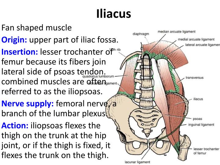 Muscles Of The Posterior Abdominal Wall
