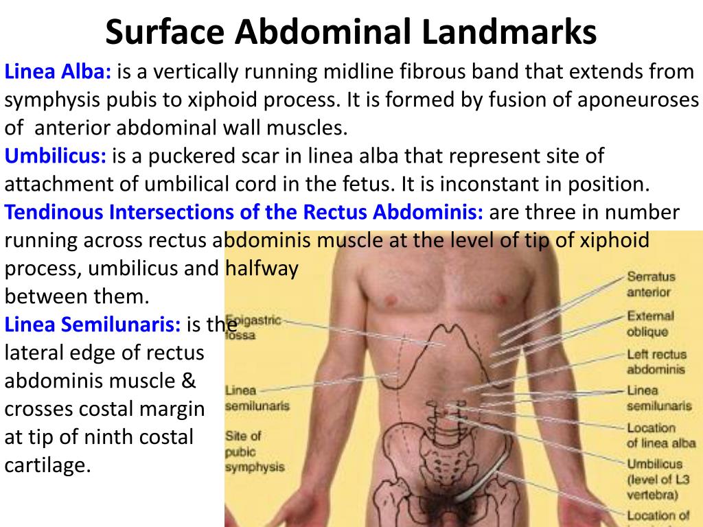 PPT - Posterior Abdominal Wall PowerPoint Presentation, free download