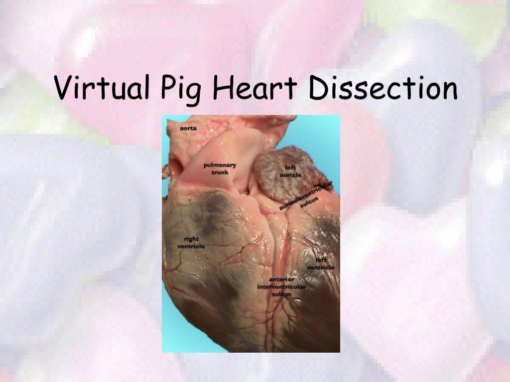 Ppt Virtual Pig Heart Dissection Powerpoint Presentation Free Download Id 4866231