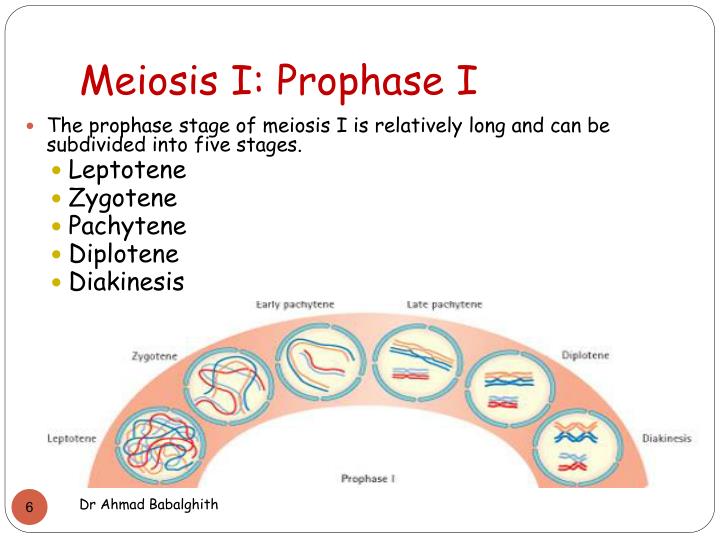 prophase meiosis prophase meiosis