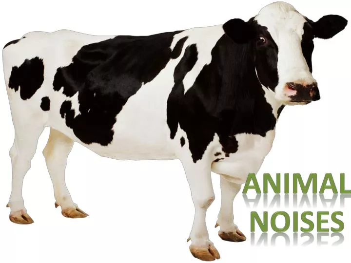 animal noises n.