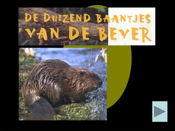 PPT - Hoe lang kan een bever onder water blijven? PowerPoint