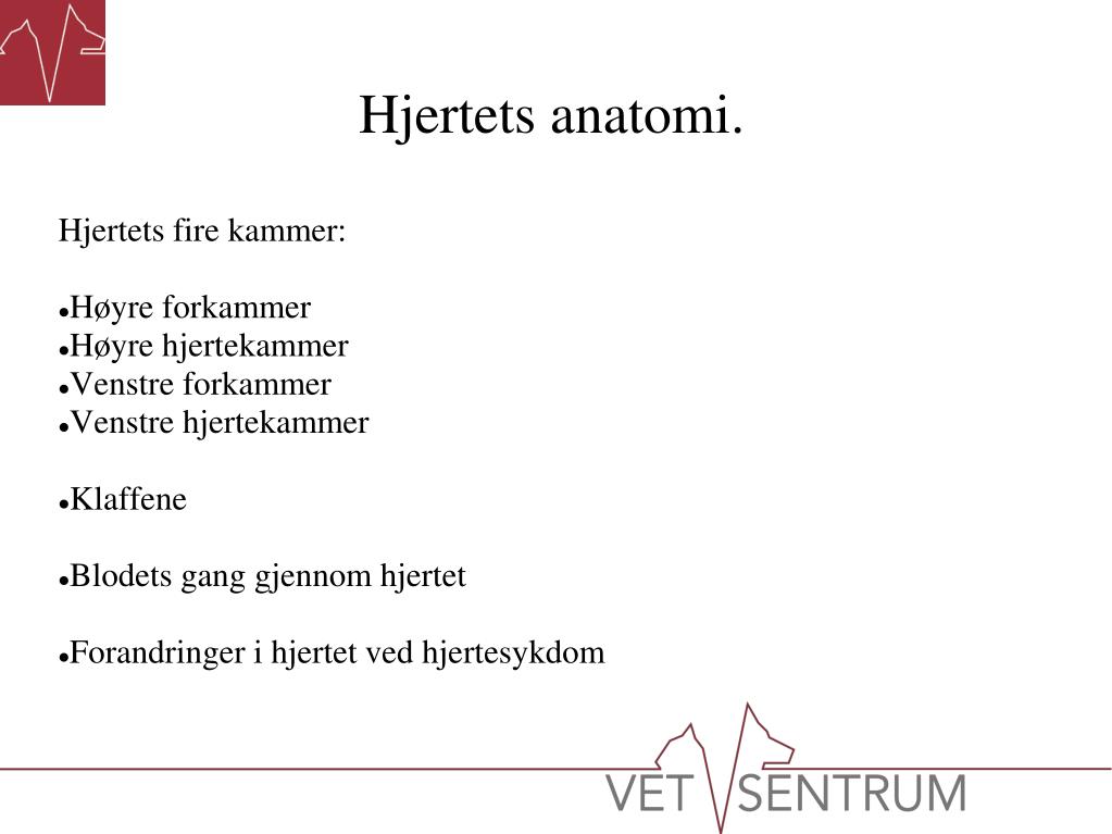 PPT - Hjertesykdom hos miniatyrhunder PowerPoint Presentation ...