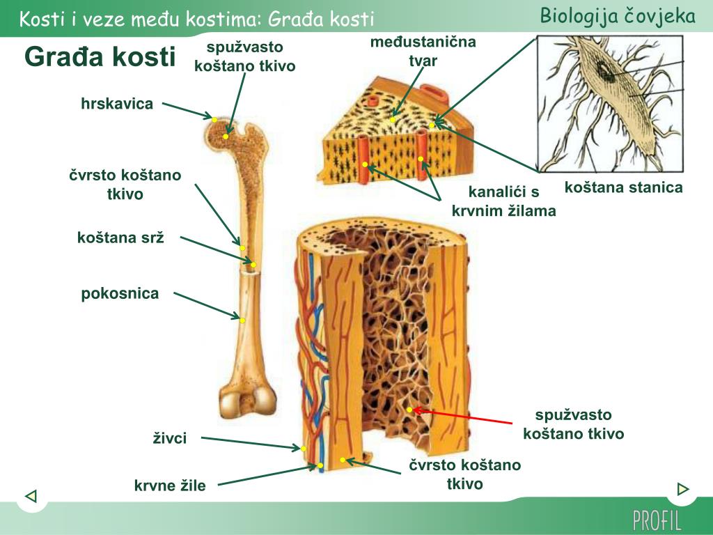 Kosti blog. Кости по происхождению. Происхождение кости. Ламеллы кости. Первичные по происхождению кости.