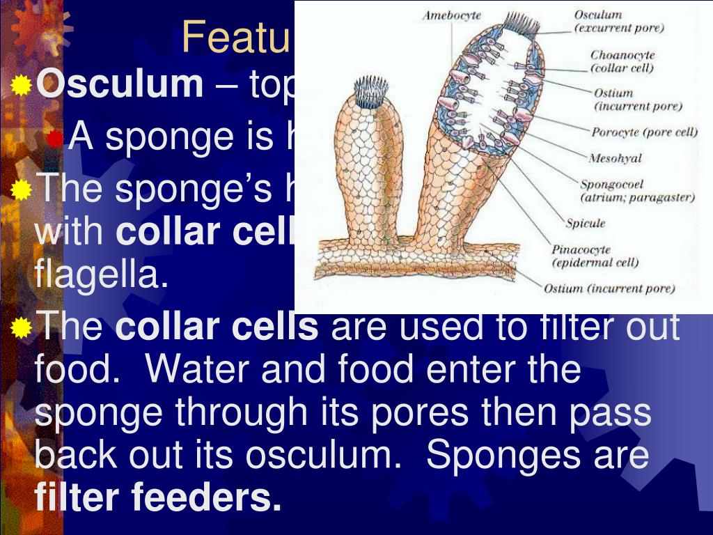 How does sponges move? How does sponges move?