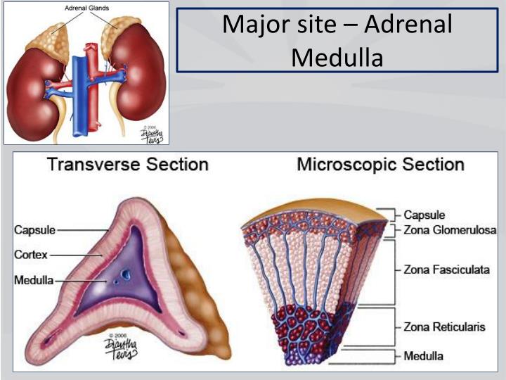 adrenal medulla secretes