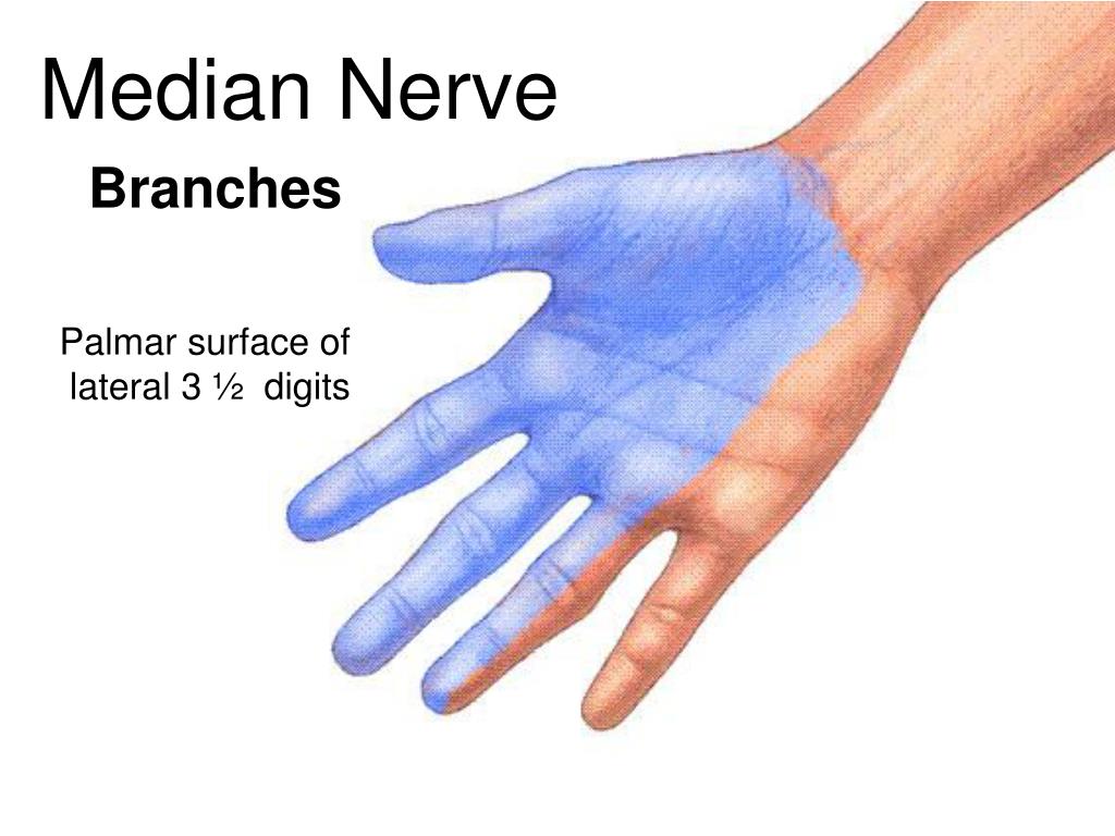 PPT - Nerves PowerPoint Presentation, free download - ID:4875596