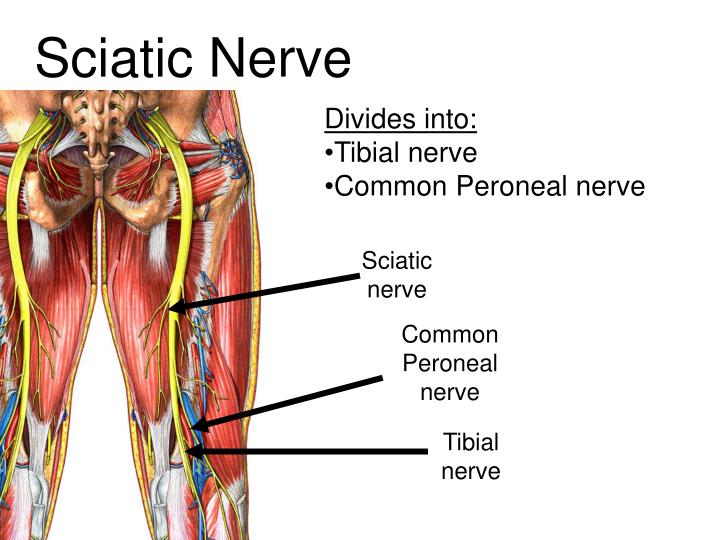 PPT - Nerves PowerPoint Presentation - ID:4875596