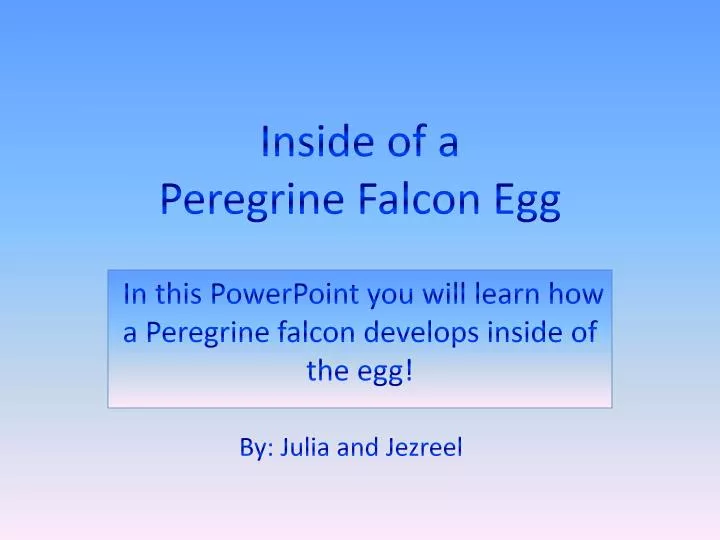 inside of a peregrine falcon egg n.