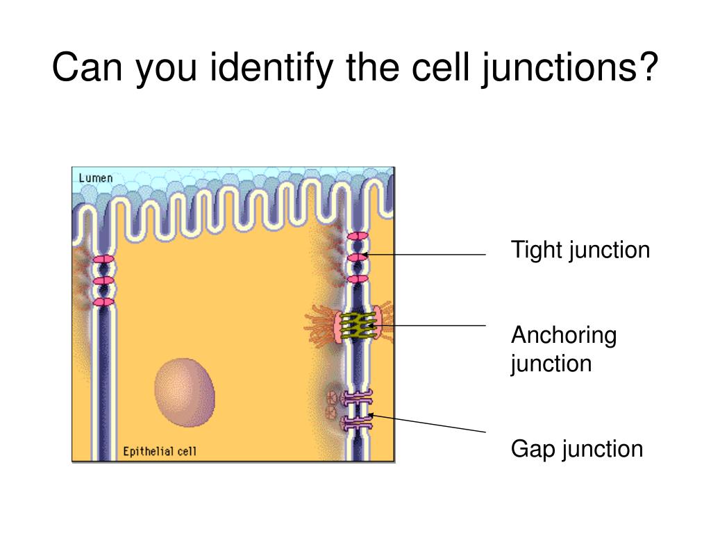 PPT - Cell Junctions PowerPoint Presentation, free download - ID:4877246
