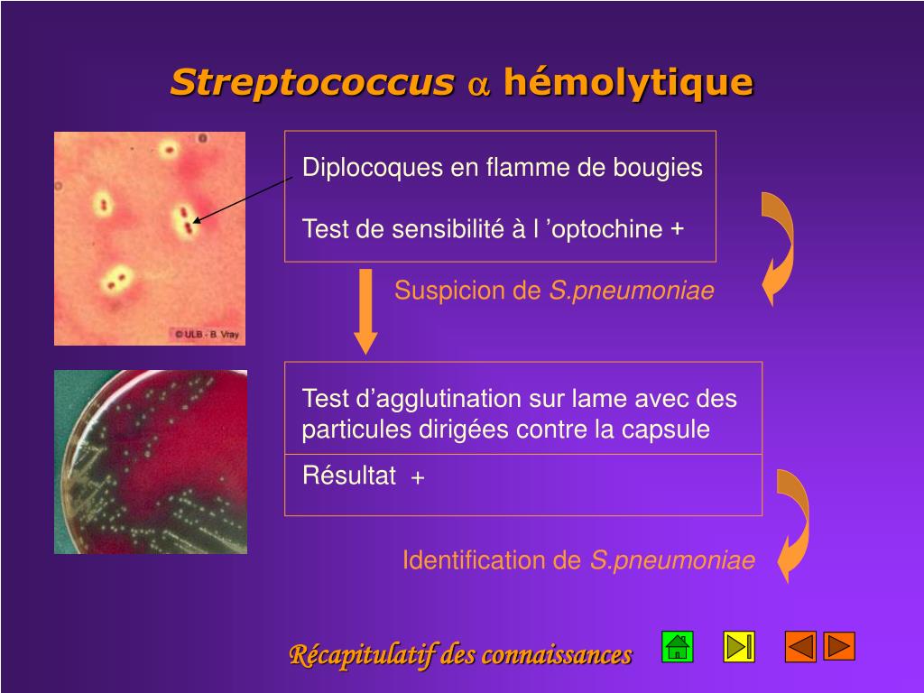 PPT LES COQUES GRAM + PowerPoint Presentation, free download ID4879324