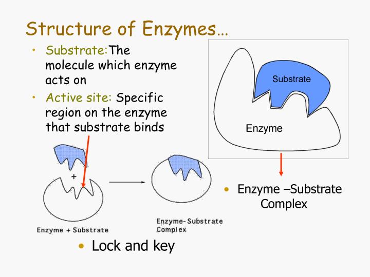 a discussion of enzymes Enzymes function as catalysts, which means that they speed up the rate at which metabolic processes and reactions occur in how do enzymes work in the human. a discussion of enzymes Enzymes function as catalysts, which means that they speed up the rate at which metabolic processes and reactions occur in how do enzymes work in the human.