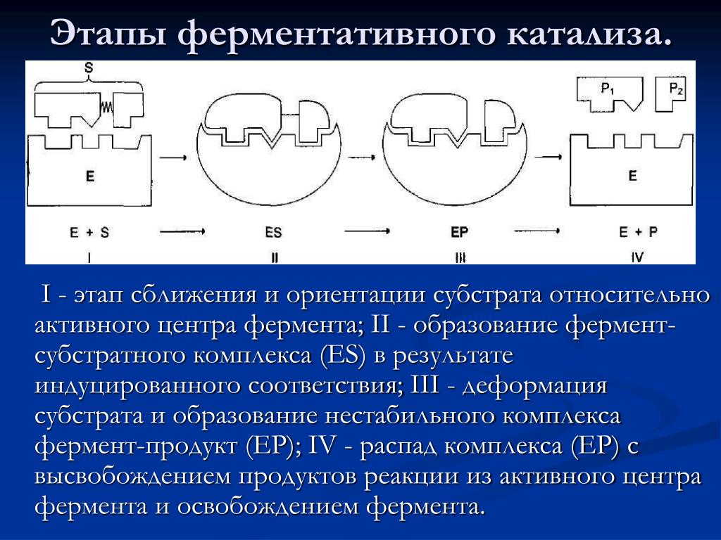 Этапы действия ферментов