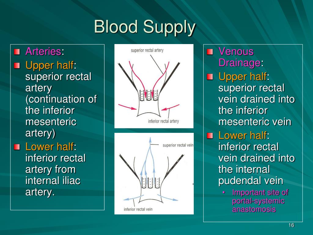 PPT ANAL CANAL ANAL TRIANGLE AND ISCHIORECTAL FOSSA PowerPoint PPT ANAL CANAL ANAL TRIANGLE AND ISCHIORECTAL FOSSA PowerPoint