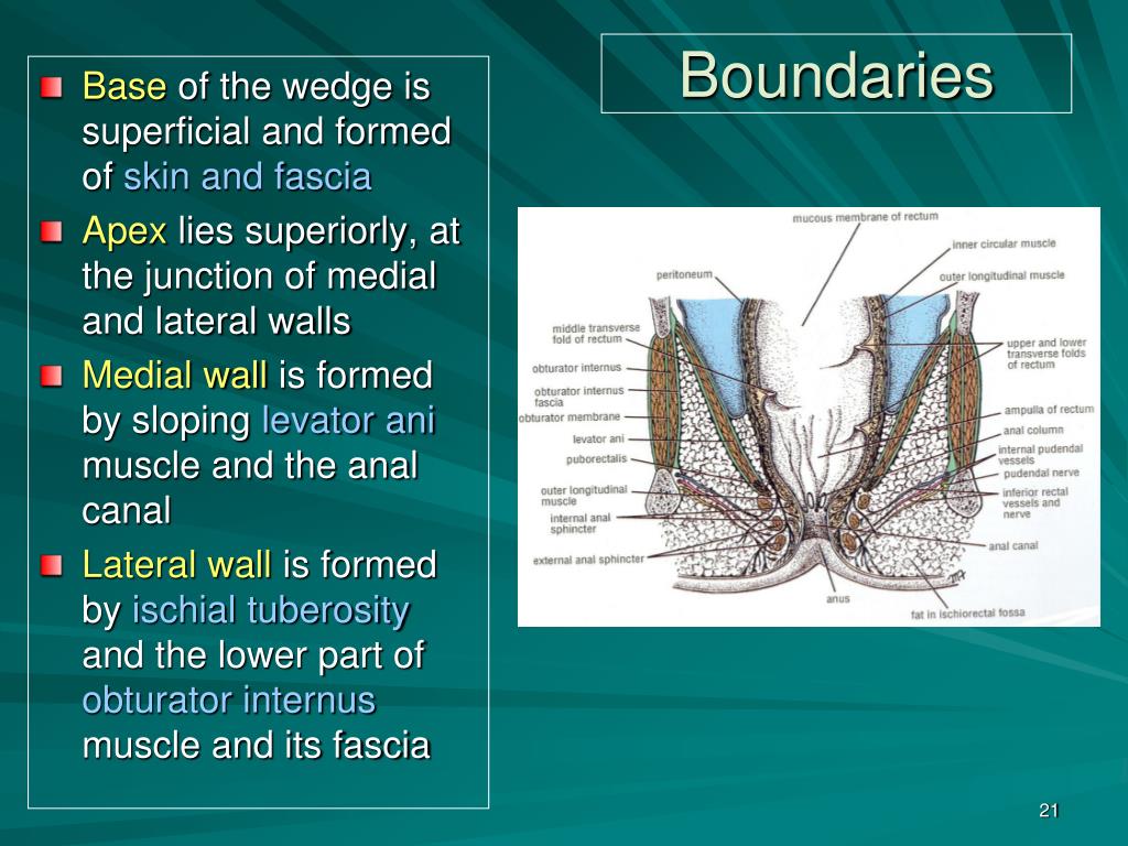 Navigating Anorectal Anatomy: Terms, Planes, Spaces, Structures Lawrence M.  Witmer, PhD Department of Biomedical Sciences Colleg