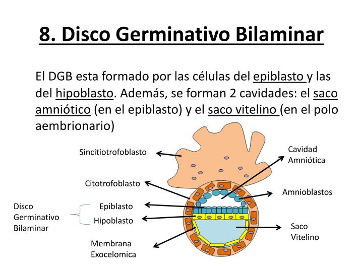 Resultado de imagen para DISCO GERMINATIVO BILAMINAR