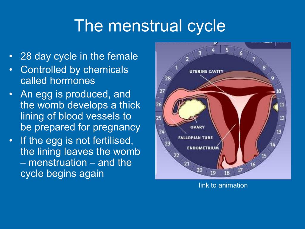 Ppt Human Reproduction Powerpoint Presentation Free Download Id 