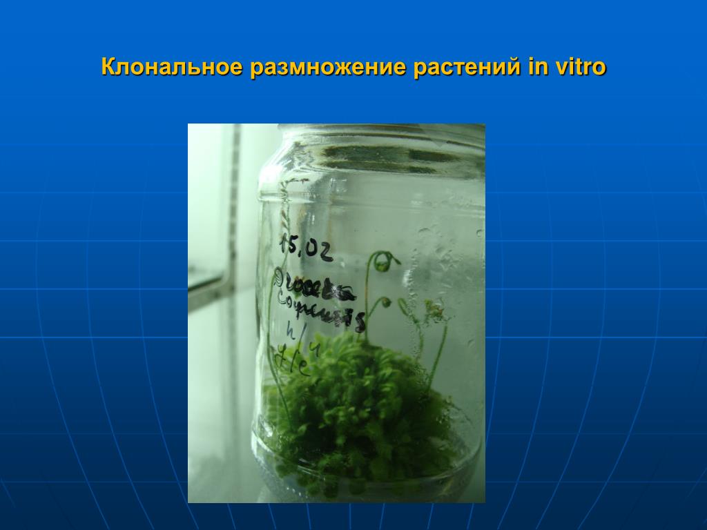 Этапы микроклонального размножения. Размножение растений in vitro. Микроклональное размножение растений. Клональное микроразмножение растений картофеля. Микроклональное размножение. И вегетативное.