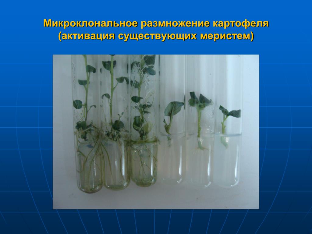 Стерильные растения. Клонального микроразмножения растений. Меристемное размножение растений. Микроклональное микроразмножение. Технология клонального микроразмножения растений.
