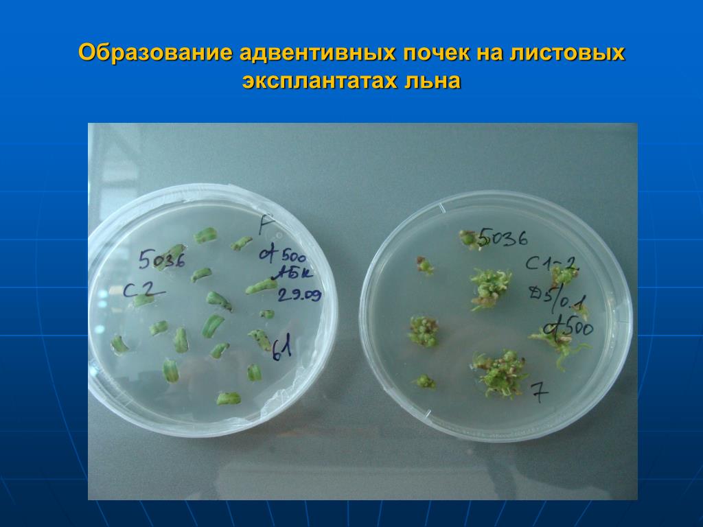 Этапы микроклонального размножения. Схема микроклонального размножения растений. Адвентивные почки. Микроклональное размножение. Клональное размножение растений.