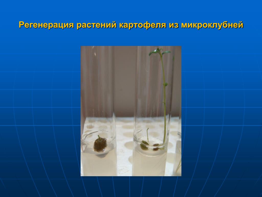 Каковы этапы технологии клонального микроразмножения растений. Клональное микроразмножение картофеля. Лаборатория микроклональное размножение картофеля. Микроклональное размножение.