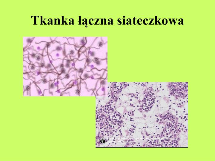 PPT Anatomia I Fizjologia Zwierz t PowerPoint Presentation ID 4885163 ppt-anatomia-i-fizjologia-zwierz-t-powerpoint-presentation-id-4885163