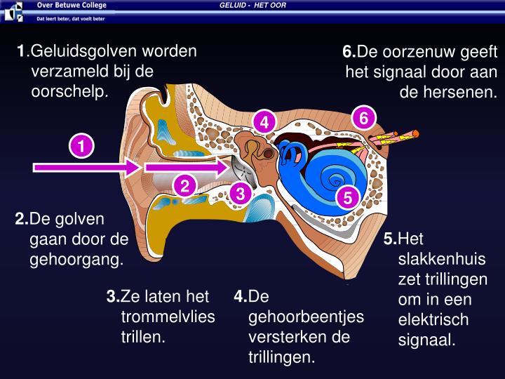 PPT - Hoe werkt het oor. PowerPoint Presentation - ID:4885219