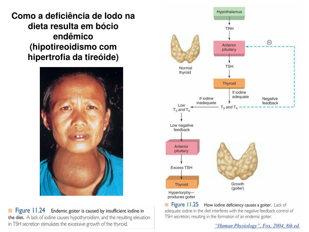 PPT - Fisiologia do Sistema Endócrino Hormônios foliculares da Tireóide  PowerPoint Presentation - ID:4890335, image size:1024x768