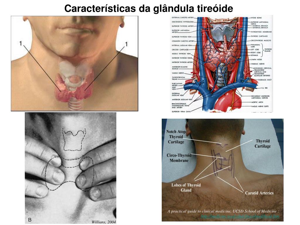 PPT - Fisiologia do Sistema Endócrino Hormônios foliculares da Tireóide  PowerPoint Presentation - ID:4890335, image size:1024x768