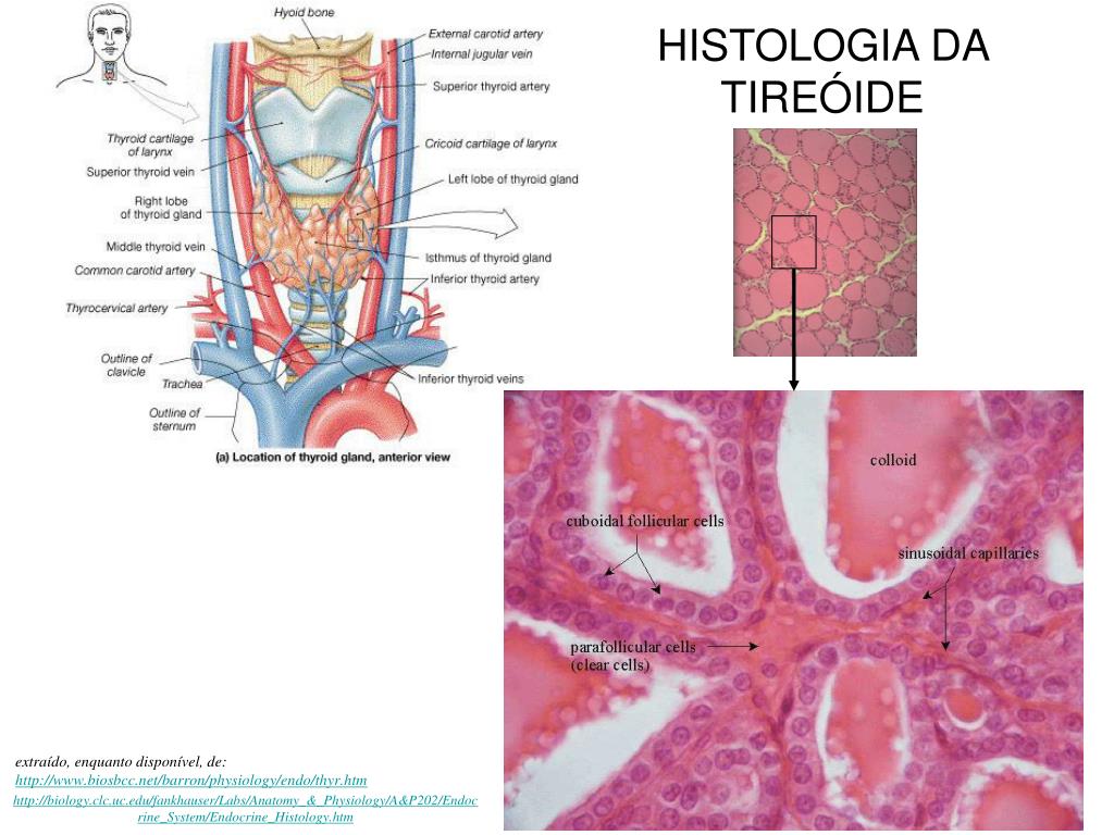 PPT - Fisiologia do Sistema Endócrino Hormônios foliculares da Tireóide  PowerPoint Presentation - ID:4890335, image size:1024x768