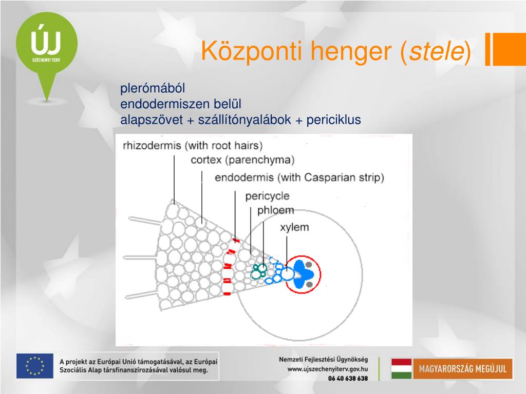 PPT - Szervtan PowerPoint Presentation, free download - ID:4892280