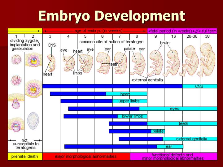 PPT - Development PowerPoint Presentation - ID:4893384