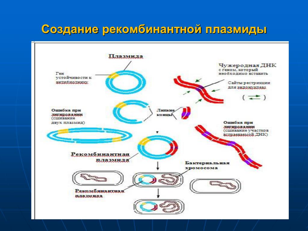Этапы получения бактерий с рекомбинантной плазмидой