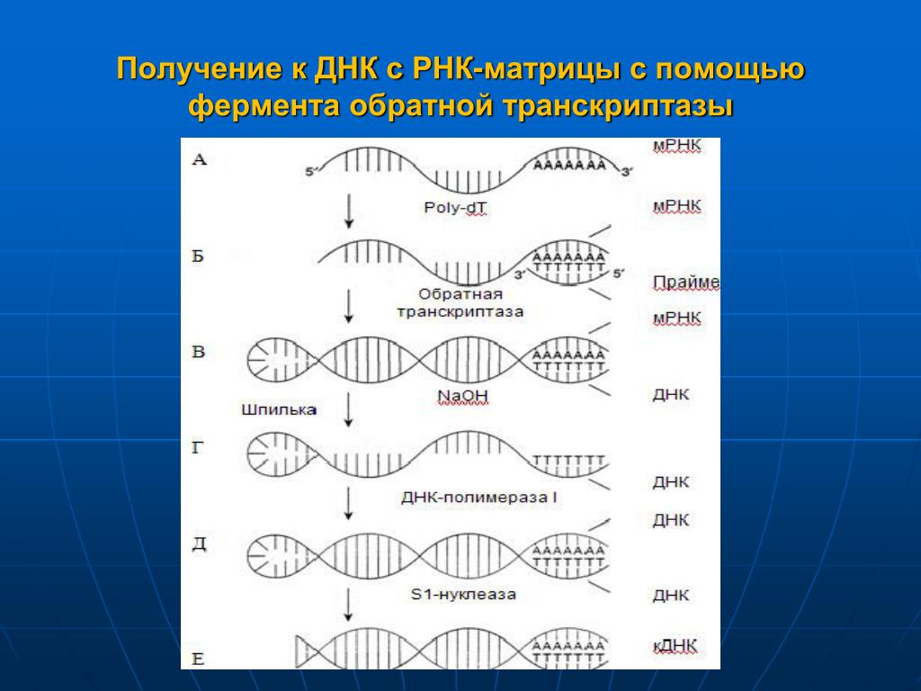 Комплиментарные днк. Получение КДНК С помощью обратной транскриптазы. Образование ДНК С помощью фермента обратной транскриптазы. Генетическая оценка деревьев. Обратная транскриптаза в генной инженерии.