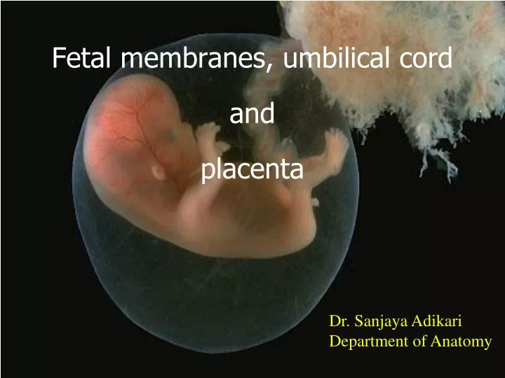 PPT - Fetal membranes, umbilical cord and placenta PowerPoint