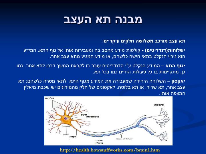 PPT - מערכות בגוף האדם PowerPoint Presentation - ID:4895000