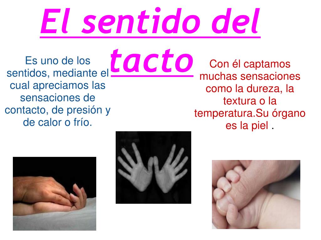 PPT - El sentido del tacto PowerPoint Presentation, free download -  ID:4896312